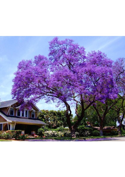 30 Adet Paulownia Ağacı Tohumu