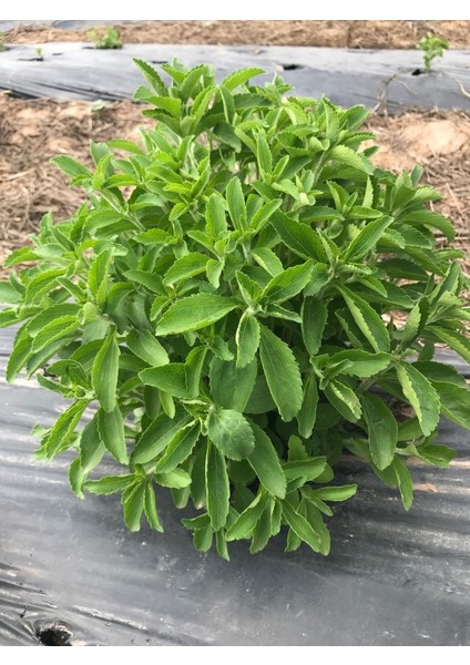 100 Adet Stevia Şeker Otu Çiçeği Tohumu