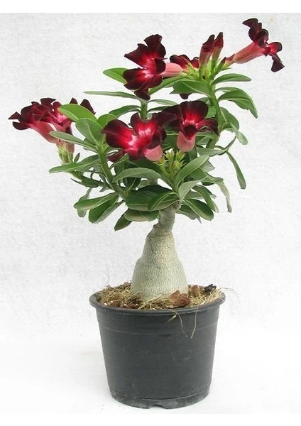 Berke Fidancılık Adenium Çöl Gülü Çiçeği Fidanı