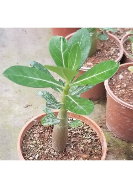 Berke Fidancılık Adenium Çöl Gülü Çiçeği Fidanı