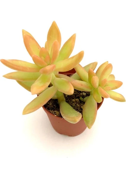 Sedum Nussbaumerianum 5.5 cm Sukulent