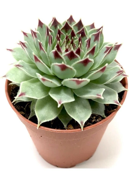 Sempervivum Calcareum 5.5 cm Sukulent