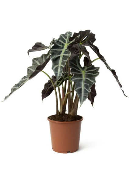 Alocasia Amazonica Polly - Ev ve Ofis Bitkisi - Fil Kulağı