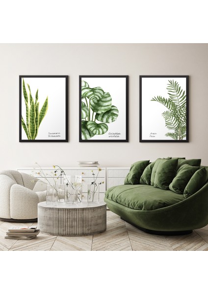 Botanik Bitkiler 3 Parçalı Çerçeveli Tablo 26 x 35 cm (3 Adet)