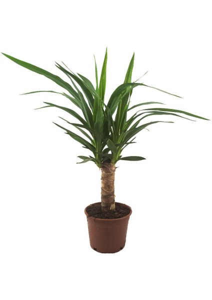 Yucca - Yukka (14 cm Saksıda)