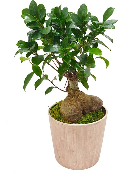 Antik Seramik Saksıda Ficus Gingseng Bonsai Abana