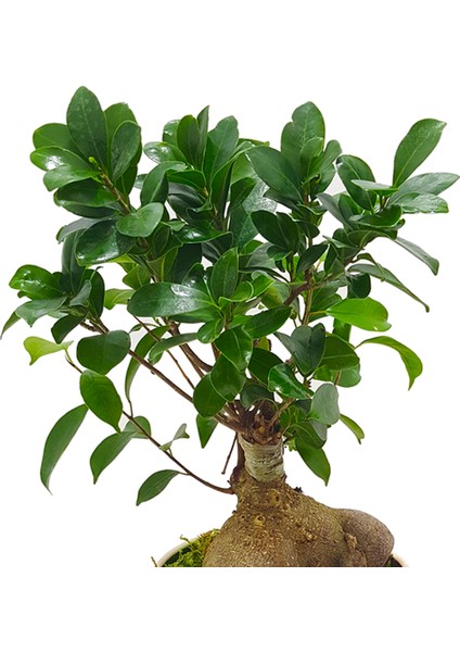 Antik Seramik Saksıda Ficus Gingseng Bonsai Abana fiyatları