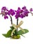 Ayaklı Yüzük Saksıda Mini Orkide 2
