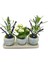Okyanus Saksıda Lavanta ve Kalanchoe Set 1