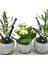 Okyanus Saksıda Lavanta ve Kalanchoe Set 2