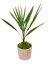 Antik Seramik Saksıda Palmiye Chamarops Humilis 1