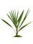Antik Seramik Saksıda Palmiye Chamarops Humilis 2