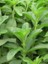 10 Adet Stevia Şeker Otu Çiçeği Tohumu 1