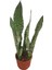 Sansevieria Aubrytiana dragon12 cm Saksıda 1