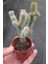 Opuntia Spinosior Nadir Tür Kaktüs 1