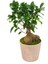 Antik Seramik Saksıda Ficus Gingseng Bonsai Abana 1