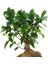 Antik Seramik Saksıda Ficus Gingseng Bonsai Abana 2