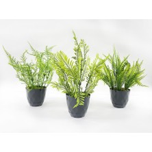 Nettenevime Yapay Çiçek Siyah Saksıda 3 Adet Mini Yeşil Bitkiler