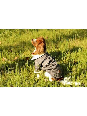 Pawstar Yıldız Gabardin Ceket Kedi Köpek Yelek Kedi Köpek Kıyafeti  M