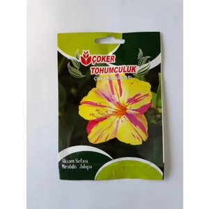 Akşam Sefası Çiçek Tohumu