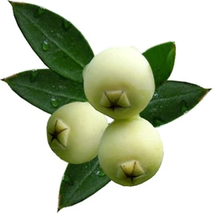 Sebze Meyve Dünyası Murt (Hambeles) 500 gr