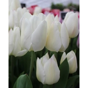 Lale Soğanı Agrass White