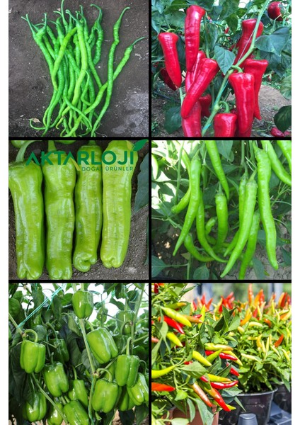 120 Adet Full Biber Tohum Seti; Tatlı Kıl, Çetinel, Kırmızı Kapya, Üç Burun, Cin Biber, Dolmalık