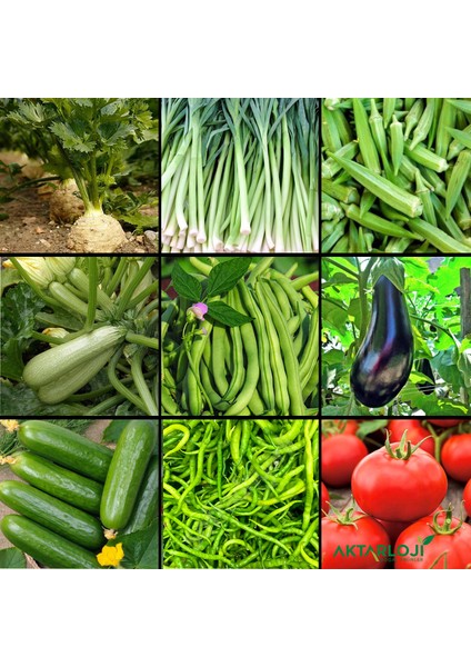 500 Adet Sebze Tohumu ; Patlıcan, Kabak, Taze Fasulye, Domates, Biber Pırasa Salatalık Bamya Kereviz