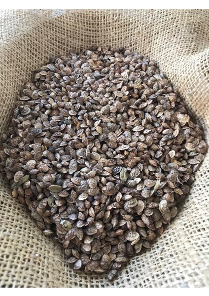 Korunga Tohumu 10 kg