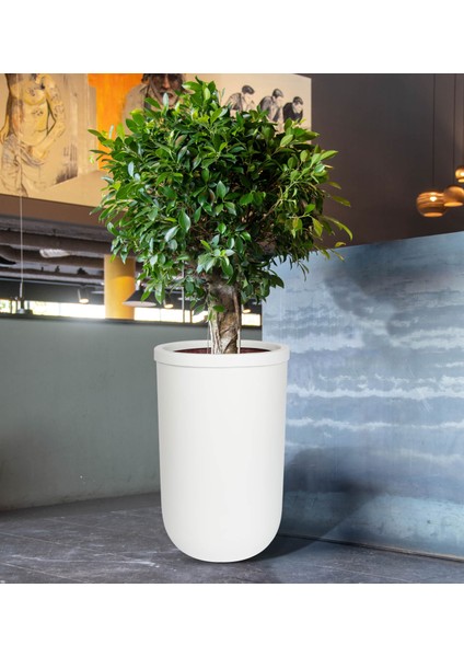Laurel Serisi Beyaz Saksı