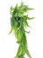 Yapay Çiçek Siyah Saksıda Sarkan Çiçek Boston Fern 2