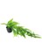 Yapay Çiçek Siyah Saksıda Sarkan Çiçek Boston Fern 5