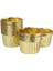 Gold Orta Boy Pet Cup Cake Kapsülü 50'li 1