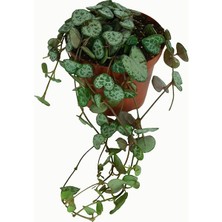 Rosetta Bitki - Kalp Kalbe Karşı Çiçeği "ceropegia Woodii"