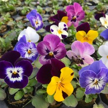 Hercai Çiçek Fidesi, Viyolde,  10 Adet