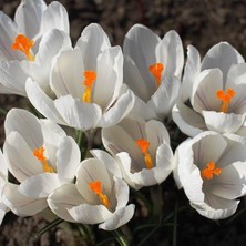 İdea Pazar Beyaz Jeanne Darc Çiğdem Soğanı (5 Adet)