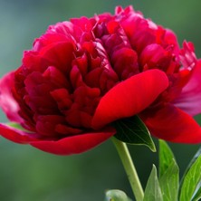 İdea Pazar Kırmızı Şakayık Çiçeği Yumrusu Red Peony (1 Adet)