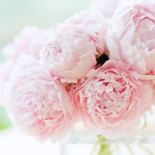 İdea Pazar Pembe Şakayık Çiçeği Yumrusu Pink Peony (1 Adet)
