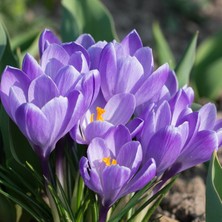 İdea Pazar Eflatun Renkli Grand Maitre Çiğdem Soğanı (5 Adet)