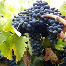 Rüzgar Botanik - Fenerit Üzüm Asması Fidanı 1 Adet