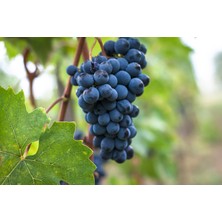 Rüzgar Botanik - Sangiovese Üzüm Asması Fidanı 1 Adet