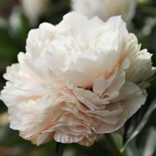 İdea Pazar Beyaz Şakayık Çiçeği Yumrusu White Peony (1 Adet)