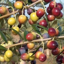 İdea Pazar Tüplü Ispanyol Bodur Arbequina Zeytin Fidanı (1 Yaş 100 Adet)