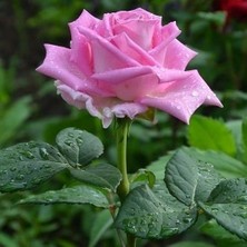 İdea Pazar Tüplü Kokulu Yediveren Açık Pembe Selin Gül Fidanı