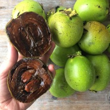 İdea Pazar Tüplü Nadir Çikolata Meyvesi Black Sapote Ağacı Fidanı(10-20 Cm)