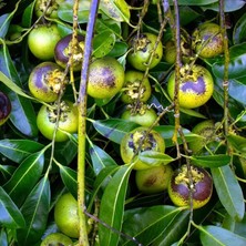 İdea Pazar Tüplü Nadir Çikolata Meyvesi Black Sapote Ağacı Fidanı(10-20 Cm)