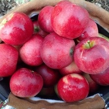 İdea Pazar Tüplü Aşılı Yarıbodur Verimli Yazlık Williams Pride Elma Fidanı