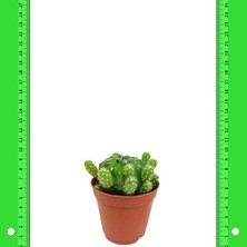 İdea Pazar Matucana Polzii Kaktüs (5.5 Luk Saksıda)