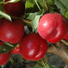 İdea Pazar Tüplü Aşılı Iri Meyveli Orta Geçci Big Top Nektarin Fidanı