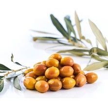 İdea Pazar Tüplü Altın Sarısı Ayvalık Edremit Zeytin Fidanı